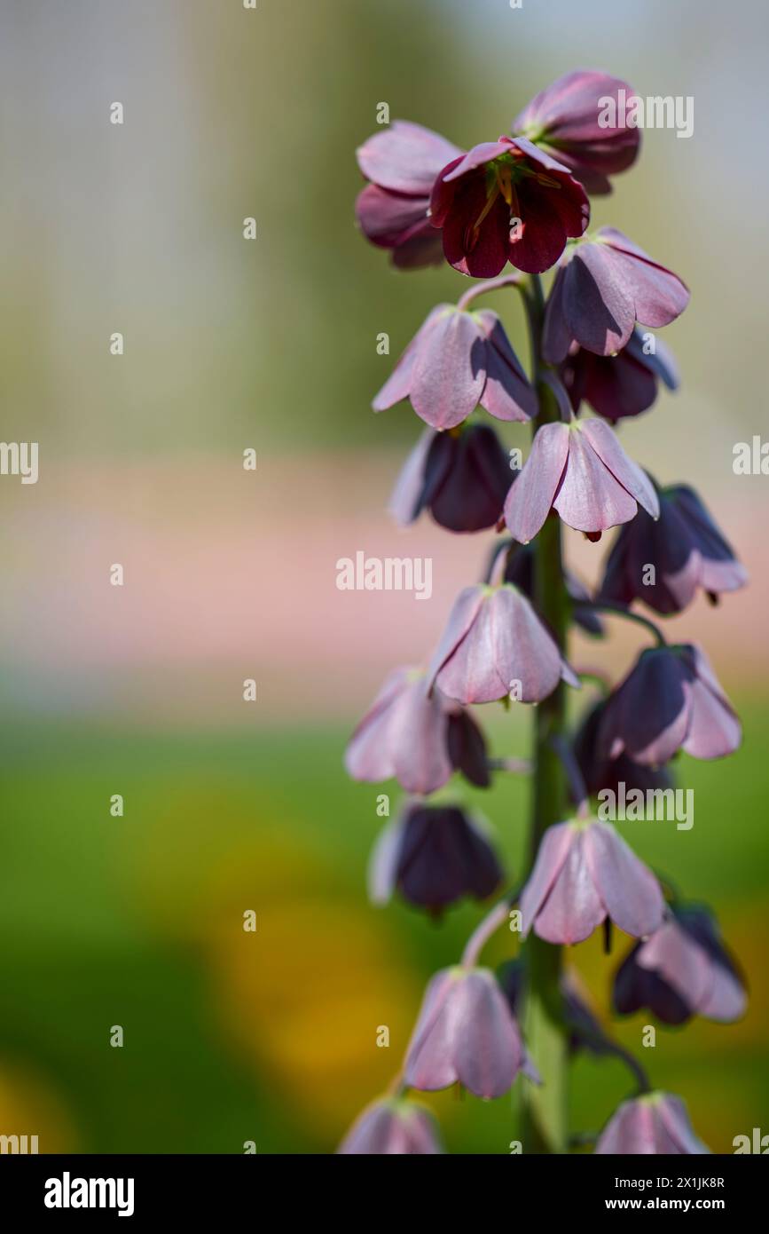 A Fritillaria Persica plant blooming in spring garden. Stock Photo Stock Photo