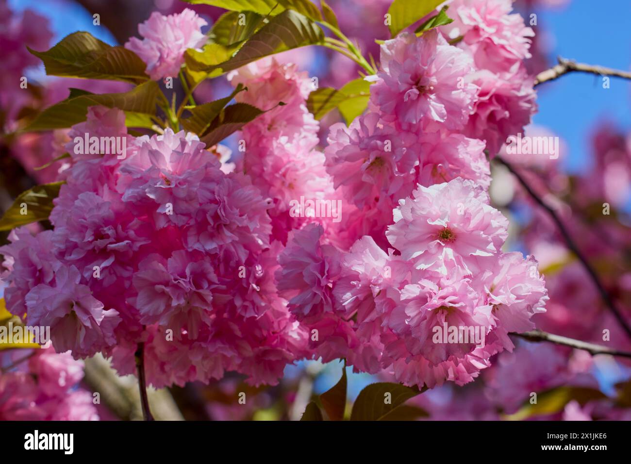 Branch of Prunus Kanzan cherry. Pink double flowers and green leaves in the blue sky background, close up. Stock Photo