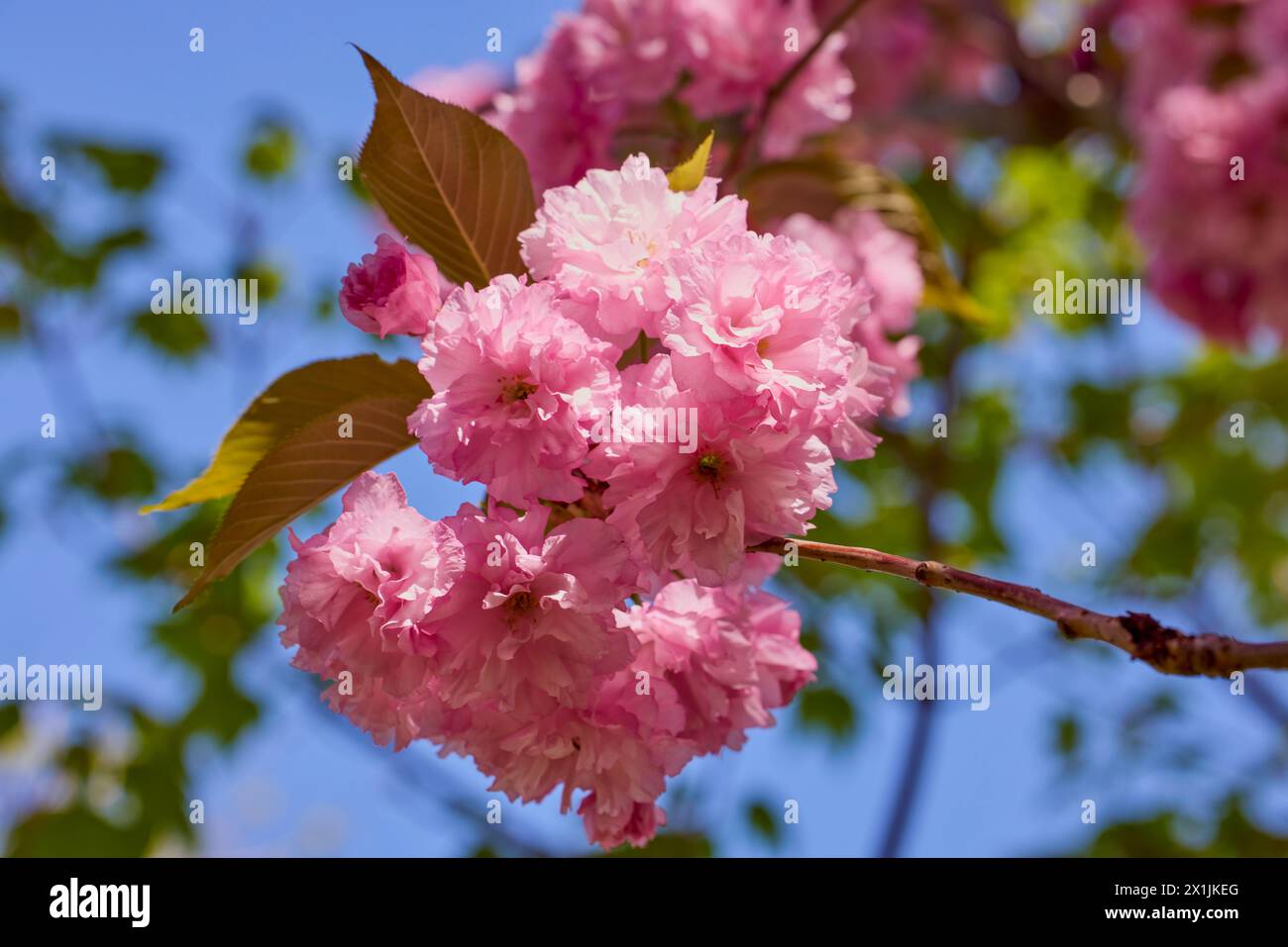 Branch of Prunus Kanzan cherry. Pink double flowers and green leaves in the blue sky background, close up. Stock Photo