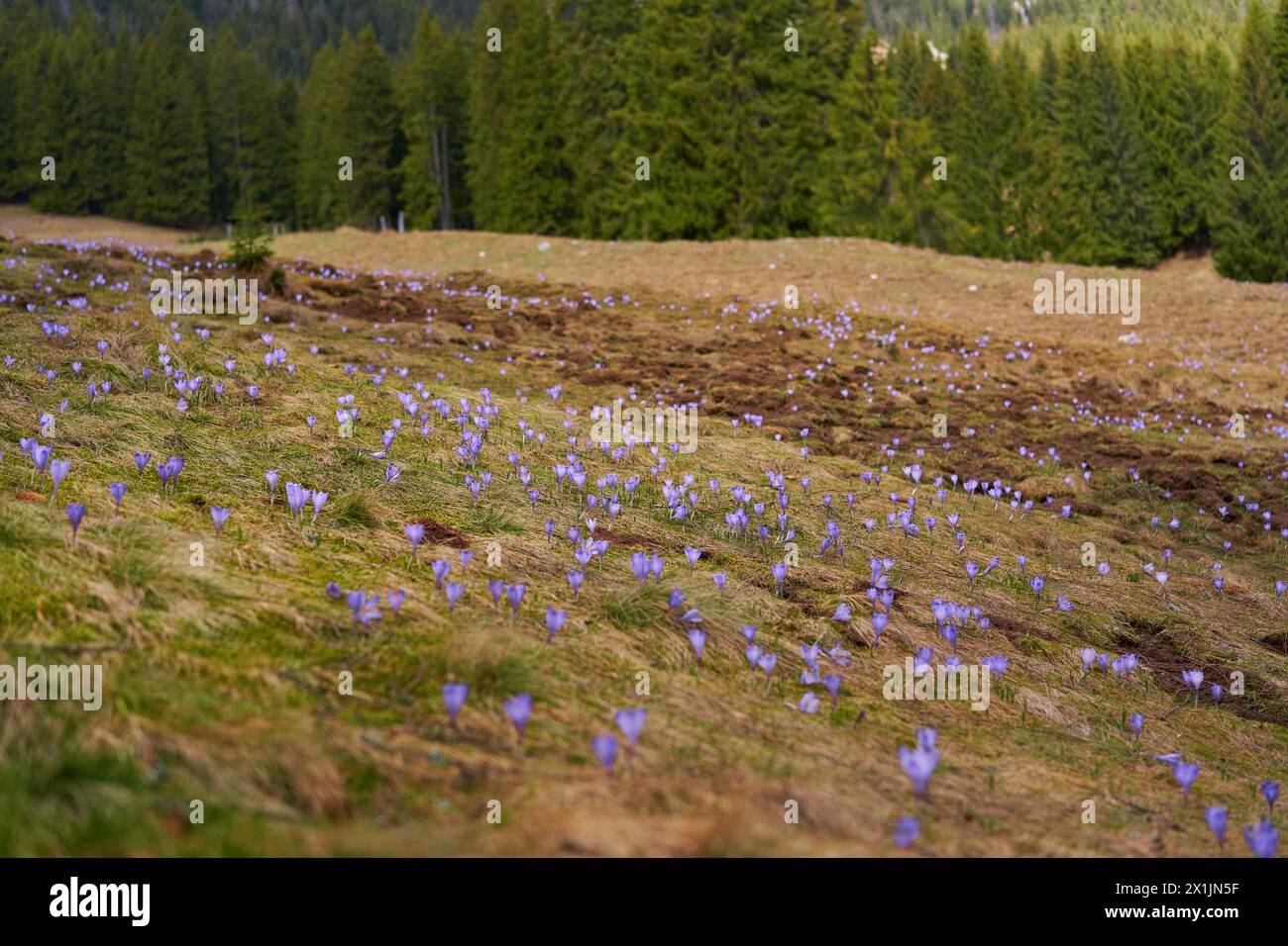 Purple crocus flowers on the mountain in the pine forests Stock Photo