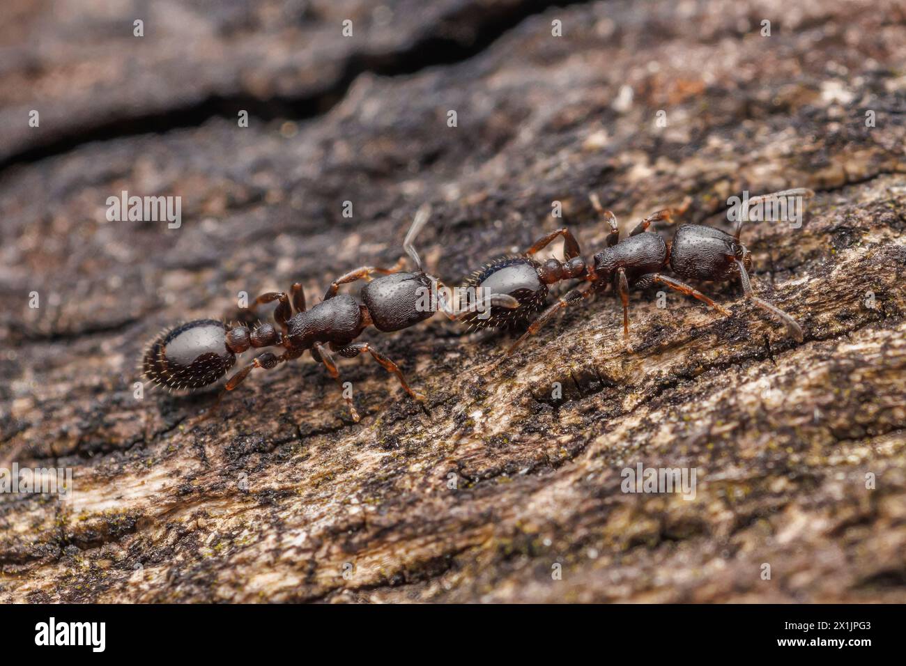 Two Acorn Ants (Temnothorax schaumii) move across the bark of a tree. Stock Photo