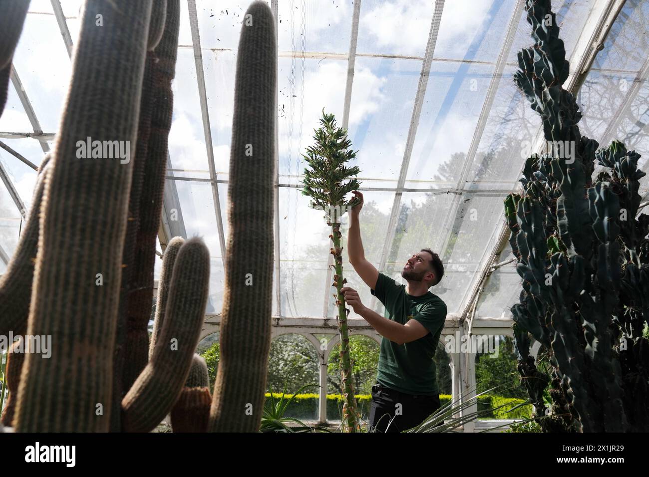 Senior Glasshouse Horticulturist Alberto Trinco alongside a rare Sapphire Tower (Puya alpestris) in bloom in the Arid Glasshouse at the Birmingham Botanical Gardens. The plant, which is native to the Chilean Andes and is a distant relation to the pineapple, takes up to a decade to come to flower, before dying after a few days. It has been housed in the gardens for more than 20 years. Alberto uses a small paintbrush to collect the nectar-rich pollen to ensure its survival, a task normally carried out in the wild by Hummingbirds. Picture date: Wednesday April 17, 2024. Stock Photo