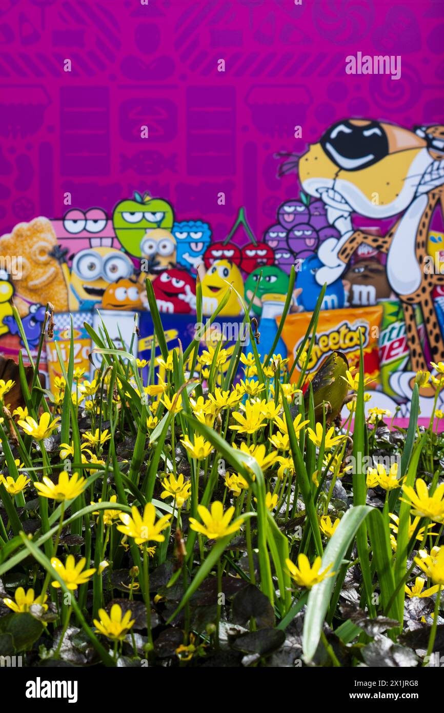 A bed of bright yellow flowers Ranunculus ficaria blooms with a wall of colourful cartoon characters in the background in Newquay town centre in Cornw Stock Photo