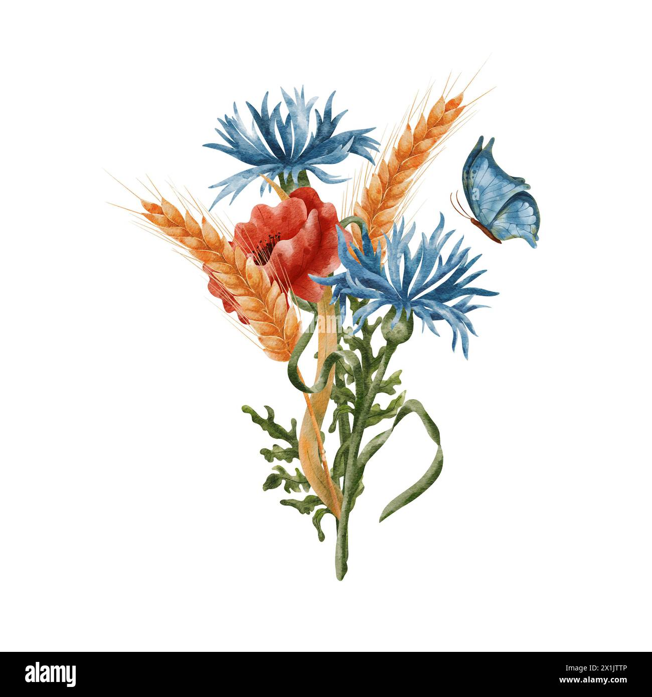 Ears of wheat and poppies, cornflowers and butterfly. A bouquet, a composition of ears of corn and field poppies, a blue butterfly. Wheat isolated on Stock Photo
