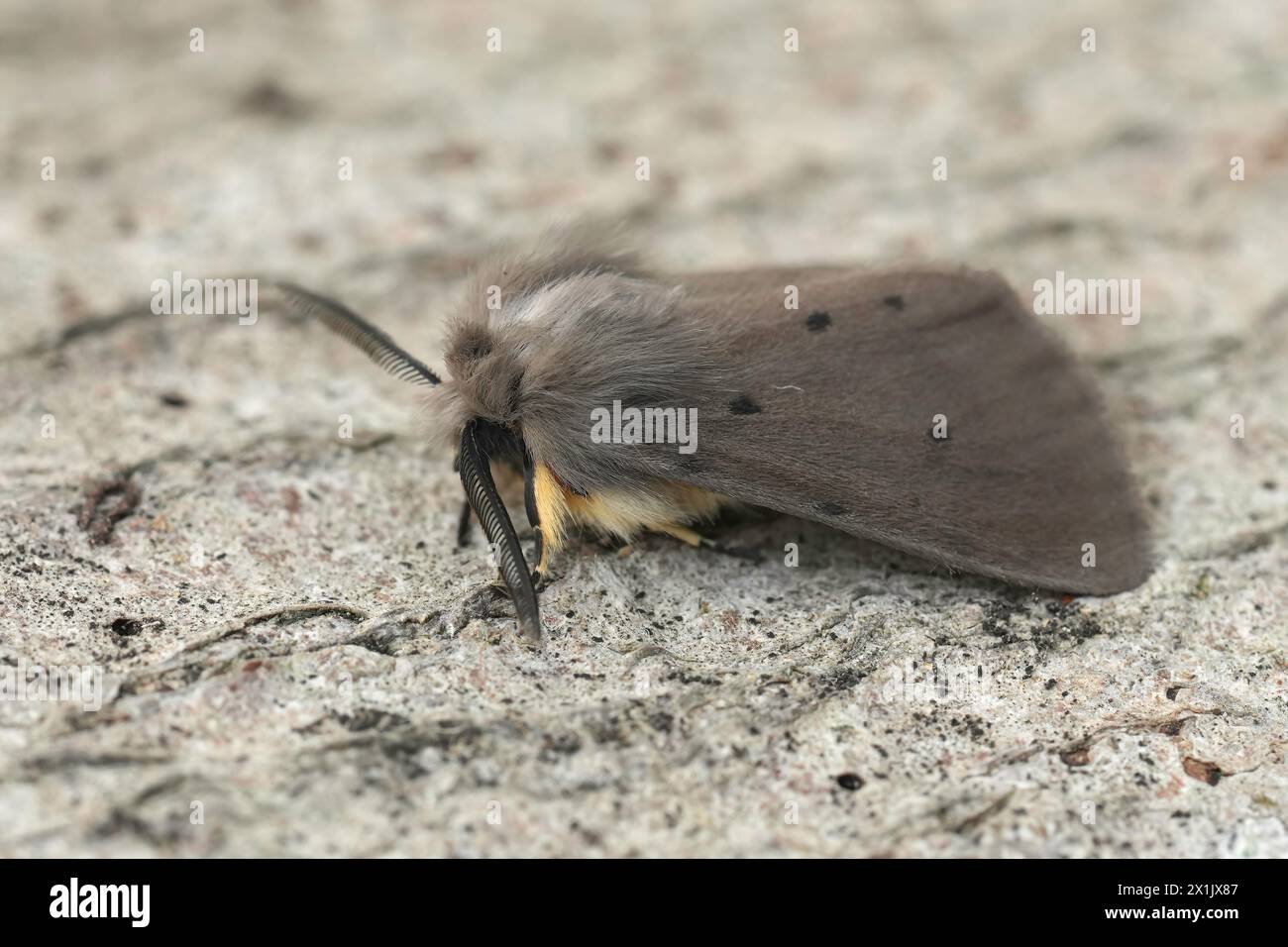 Detailed closeupo n a European muslin moth, Diaphora mendica sitting on wood Stock Photo