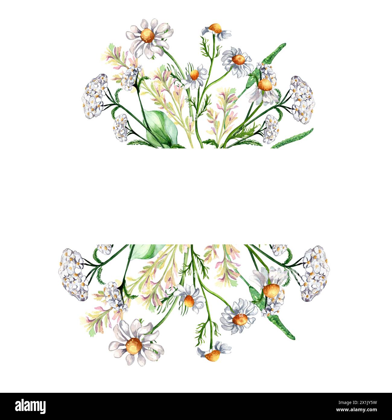 Frame of meadow medicinal flower, herb plants watercolor illustration isolated on white background. Chamomile, plantain, achillea yarrow in botanical Stock Photo