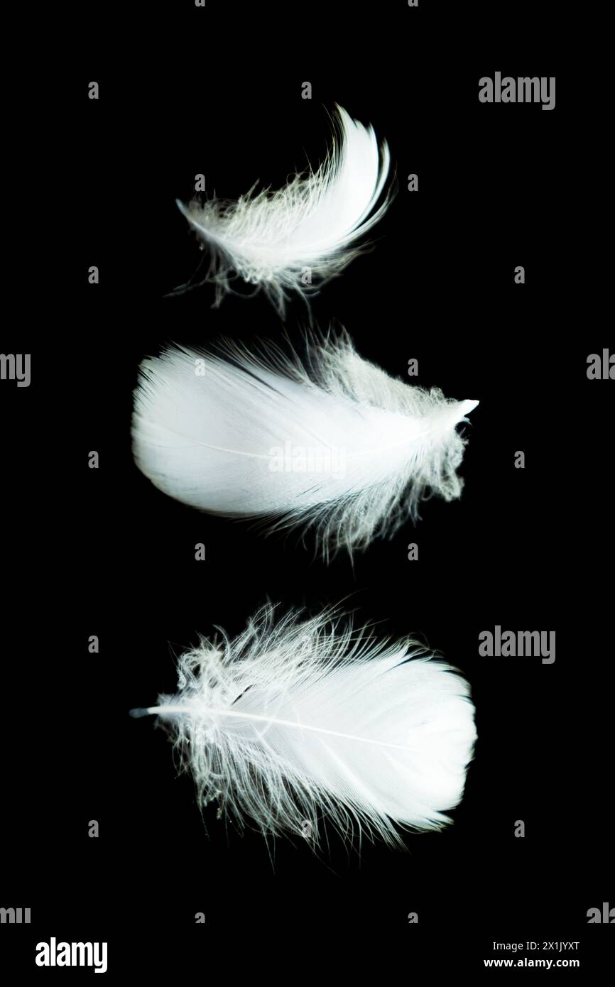 Soft bird white feathers isolated on black background. Stock Photo