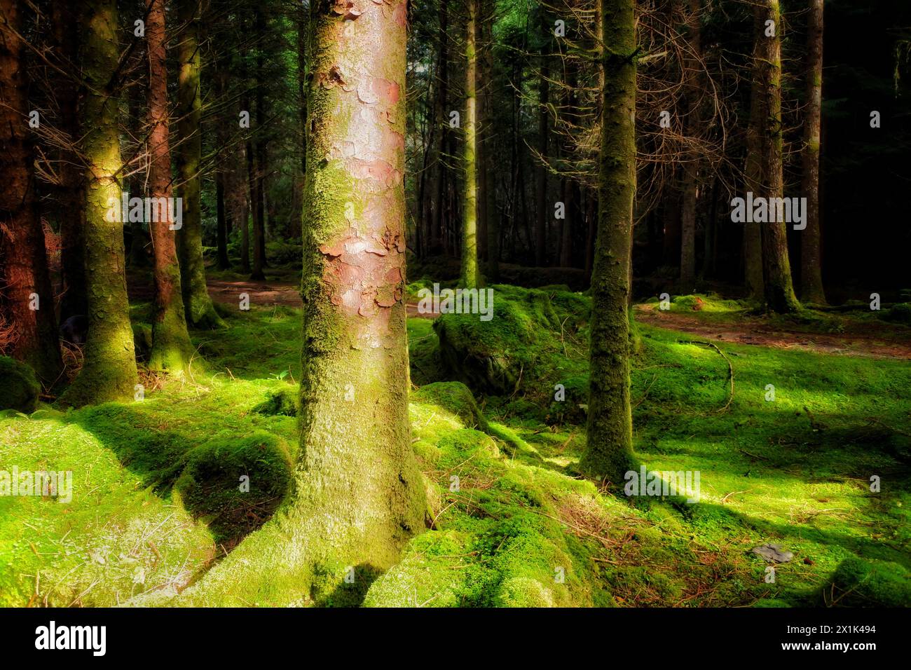 Pine forest at Cashelkeelty, County Kerry, Ireland - John Gollop Stock Photo