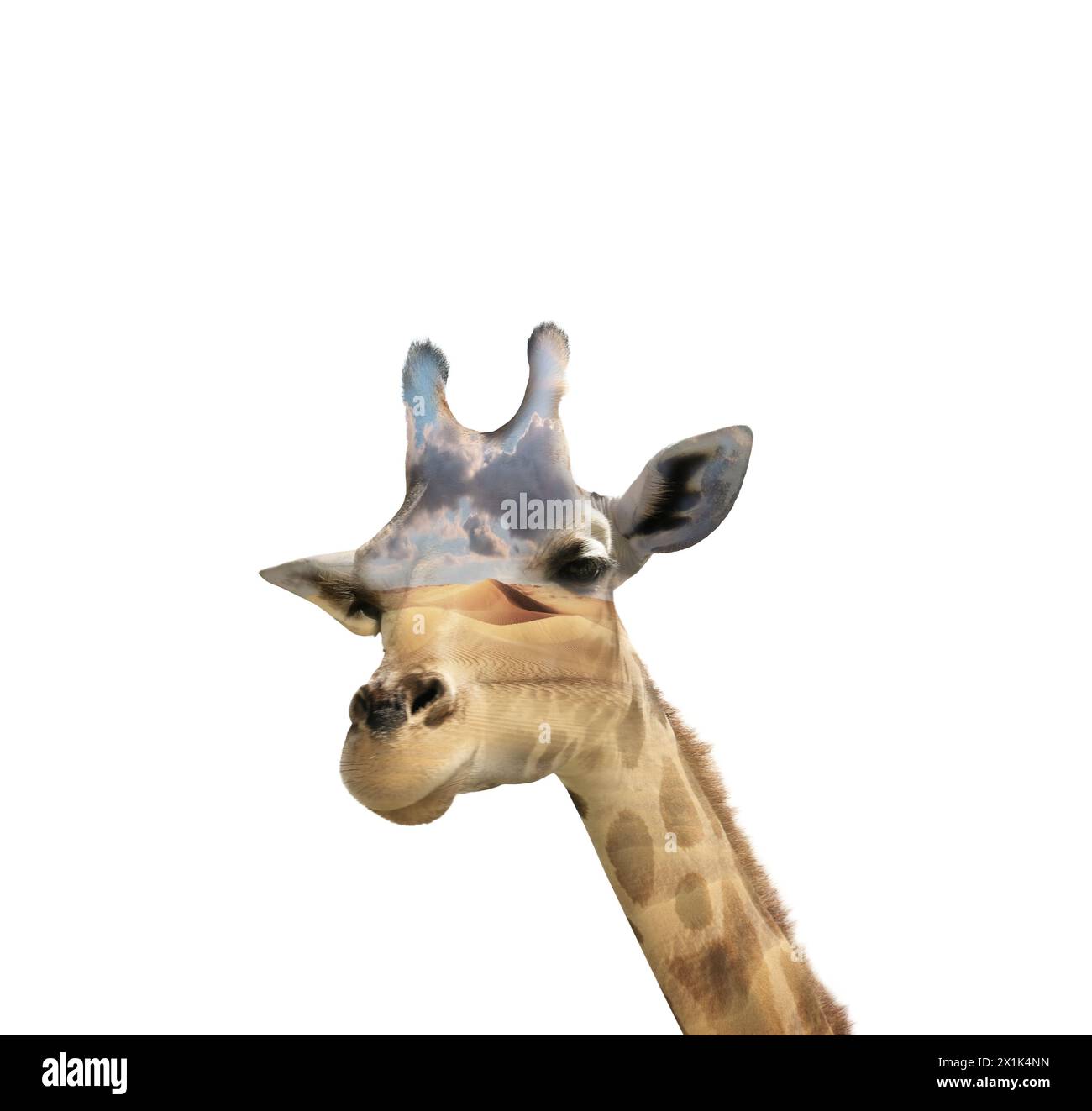 Double exposure of spotted African giraffe and sandy desert Stock Photo
