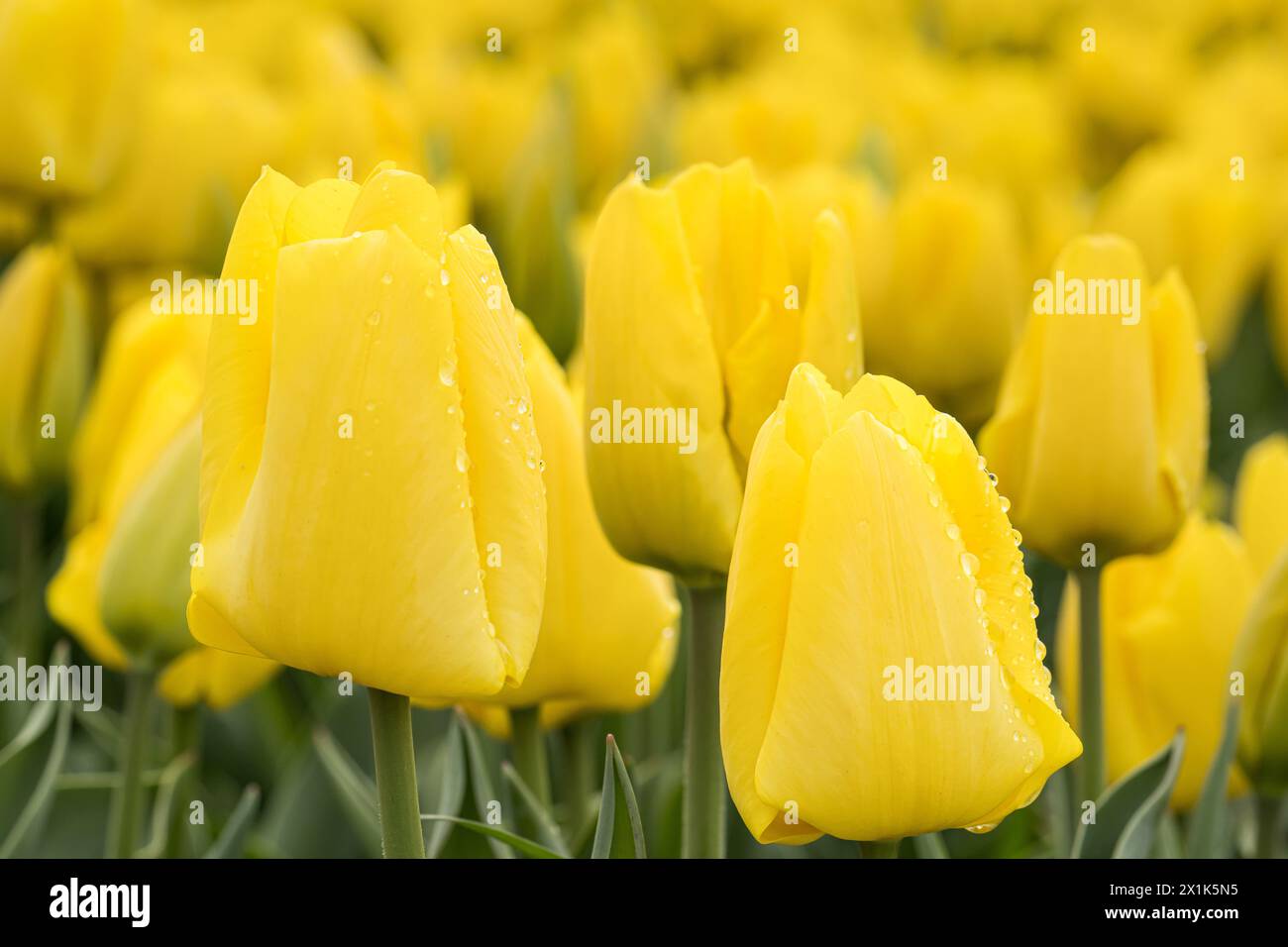 Tulpenfestival 2024 hi-res stock photography and images - Alamy