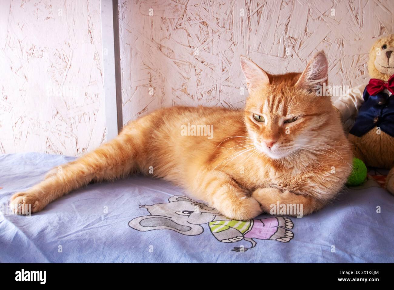 Ginger cat sleeping on bed hi-res stock photography and images - Alamy