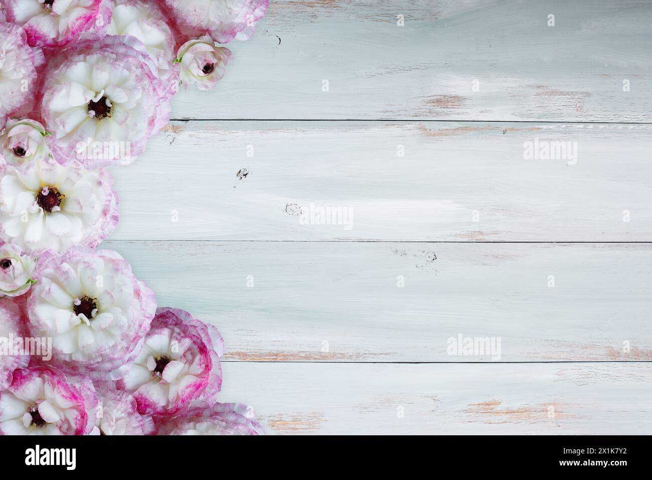 Pink and white ruffled ranunculus over a blue and white rustic wooden background table. Overhead top view. Stock Photo