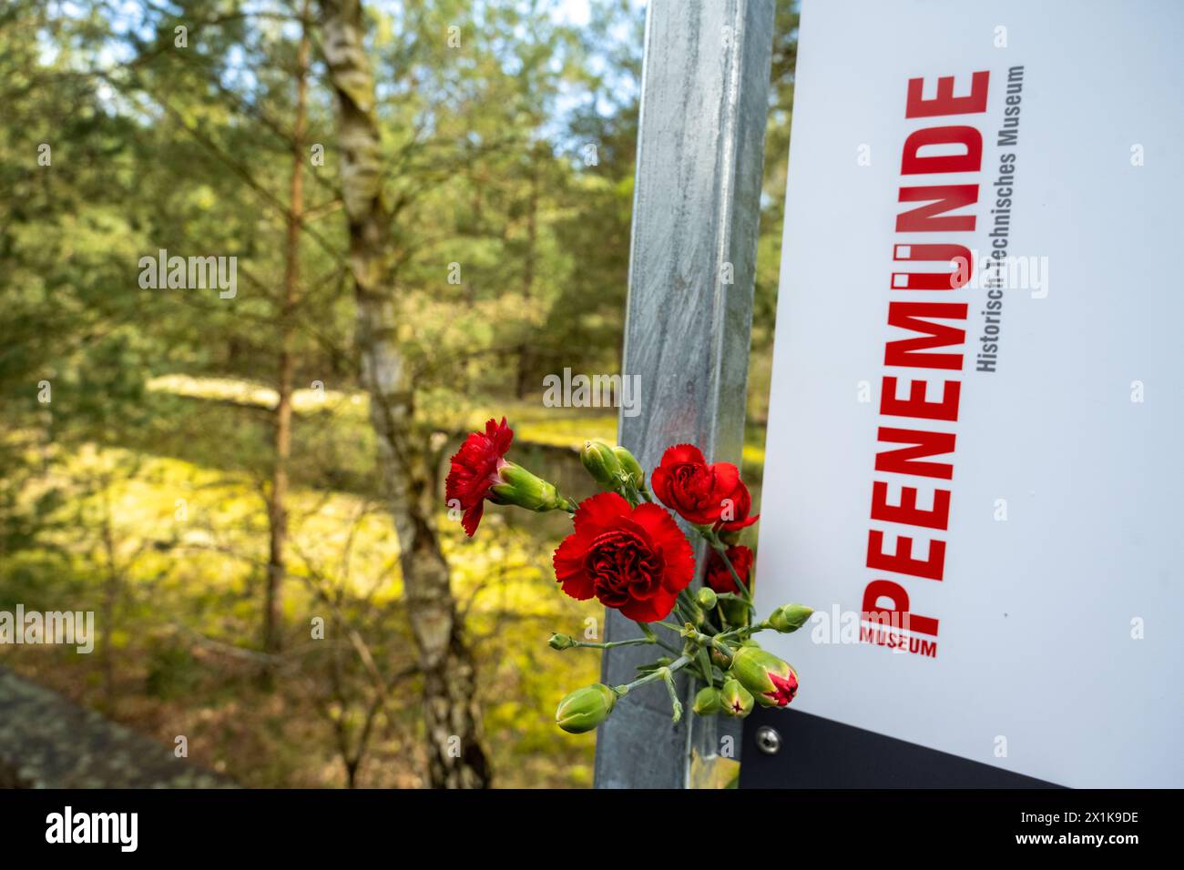 17 April 2024, Mecklenburg-Western Pomerania, Peenemünde: Flowers can be seen at the opening of a new memorial to the prisoners of the former concentration camp 'Karlshagen II' on the site of the former Peenemünde military testing facility. On the island of Usedom, the National Socialists had carried out research and production for the world's first cruise missiles and the first functioning large rocket in Peenemünde with the so-called army testing facility. Concentration camp prisoners were also used as forced laborers. They were stationed in the Karlshagen I and Karlshagen II camps. Karlshag Stock Photo