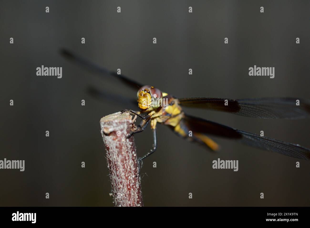 beautiful dragonfly sitting on a tree branch Stock Photo