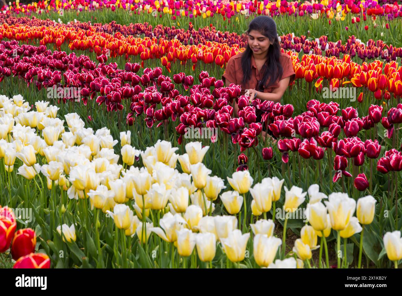 woman kneeling among tulips admiring the blooms, Tulleys Tulip Fest at Tulleys Farm, Turners Hill, Crawley, West Sussex UK in April Stock Photo