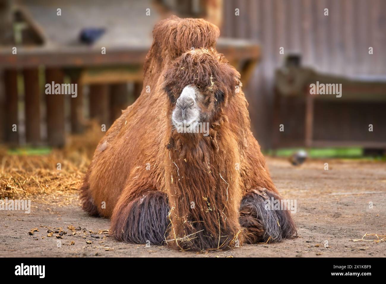 Image of a large red camel lying resting Stock Photo