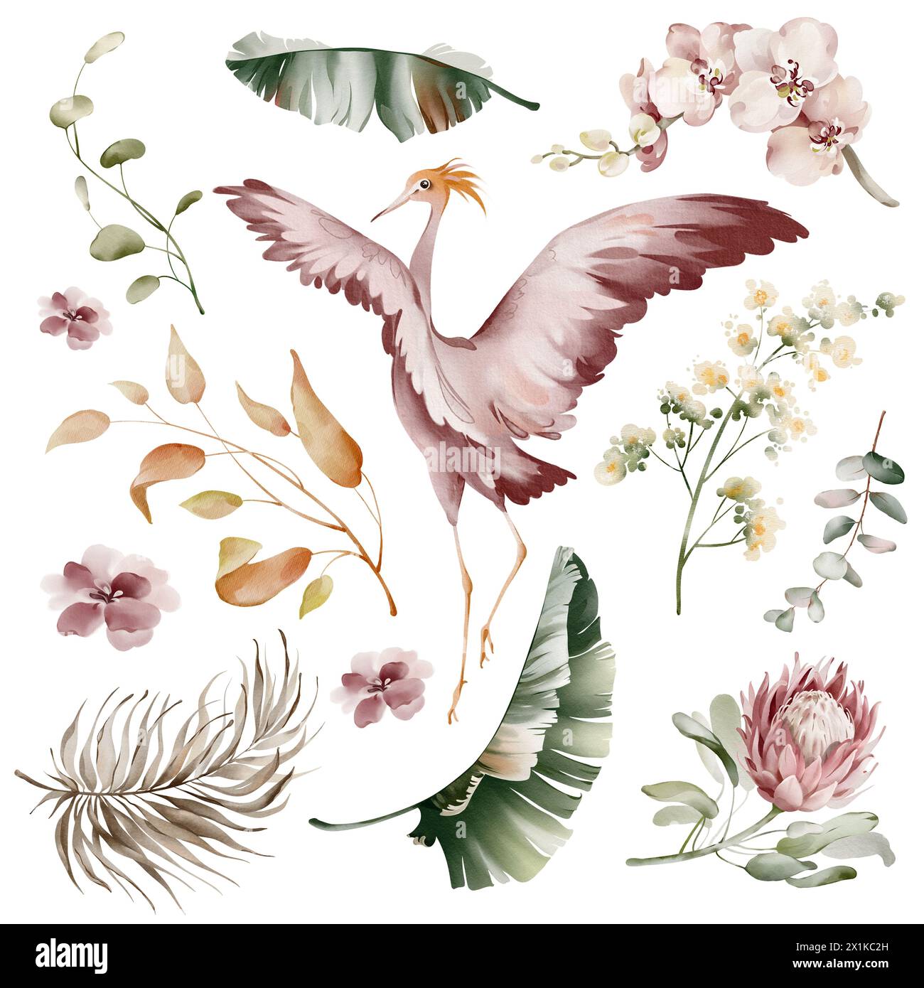 Pink Ibis birds. Watercolor elements of tropical birds, flowers and plants. Banana plants and orchid, Australian flamingo on a white background. Stock Photo