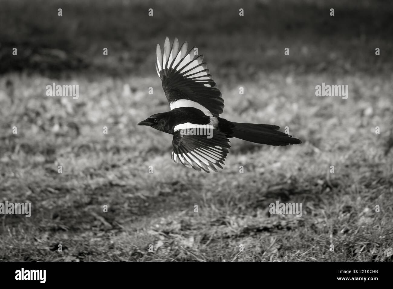 Common magpie in flight - Pica Pica Stock Photo