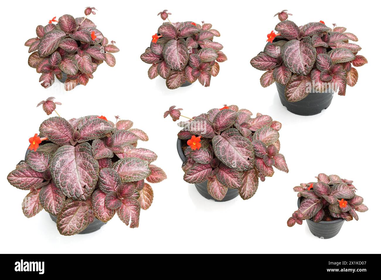 Episcia Cupreata house plants isolated on white background Stock Photo