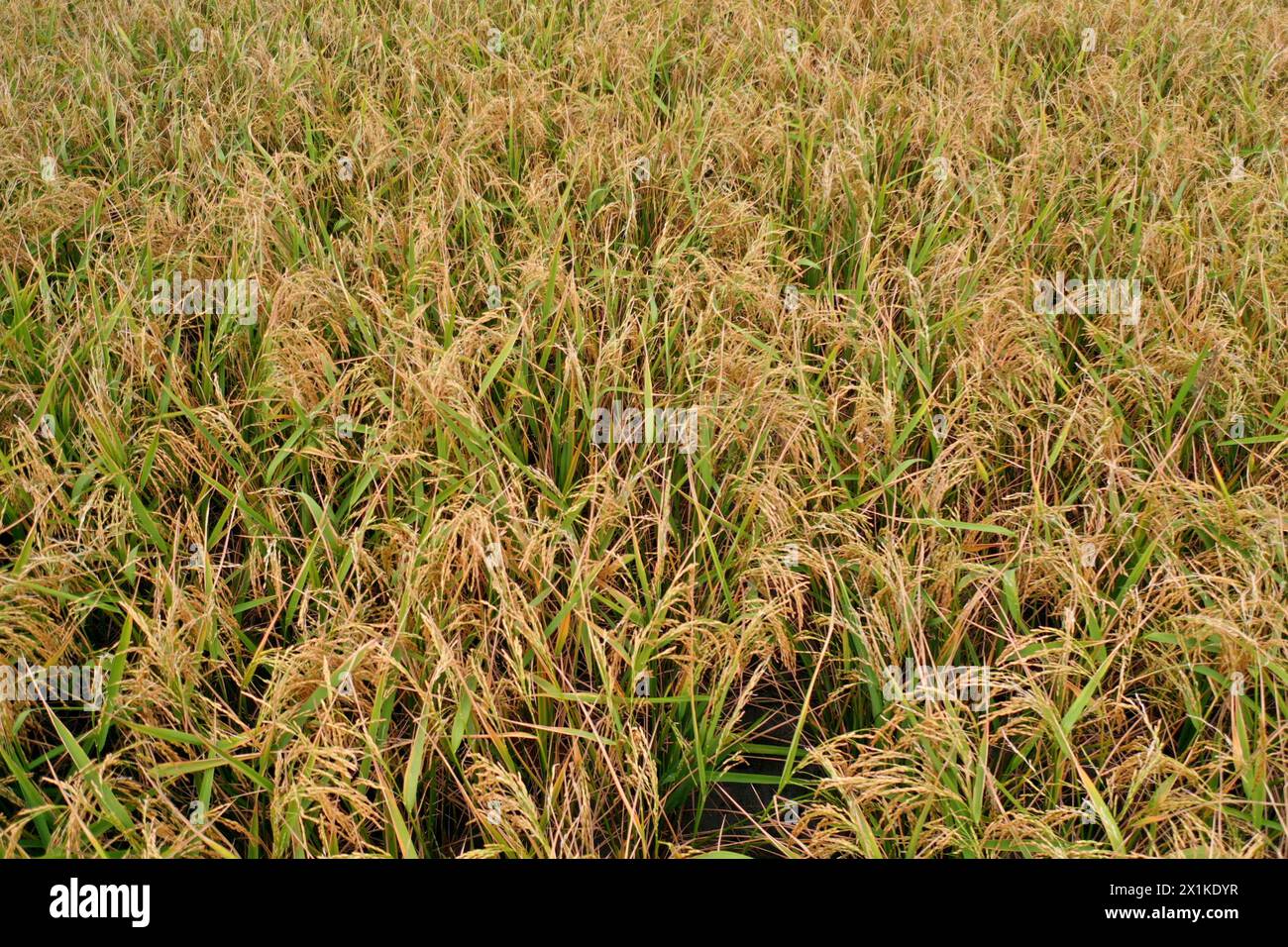 Khulna, Bangladesh - April 11, 2024: Aerial View of the green and golden paddy field at Paikgacha in Khulna, Bangladesh. Around 60 percent of the popu Stock Photo