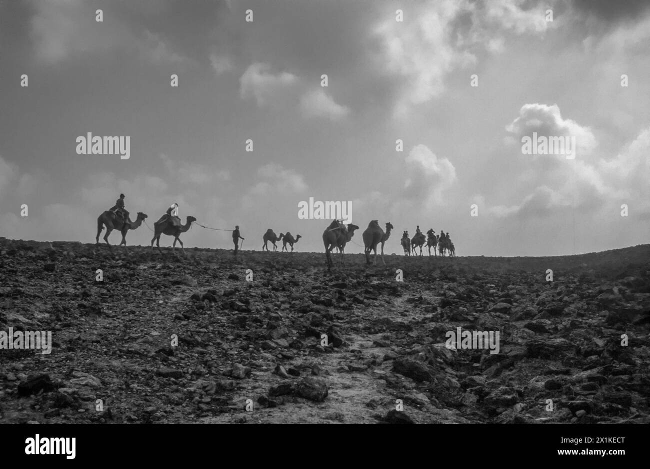 Camel caravan Black and White Stock Photos & Images - Alamy