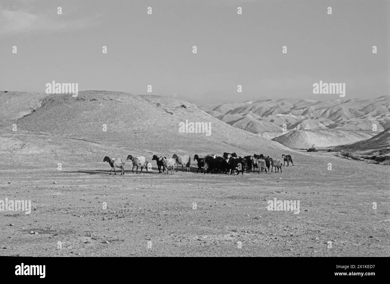 flock of sheep  in the Negev Israel Stock Photo