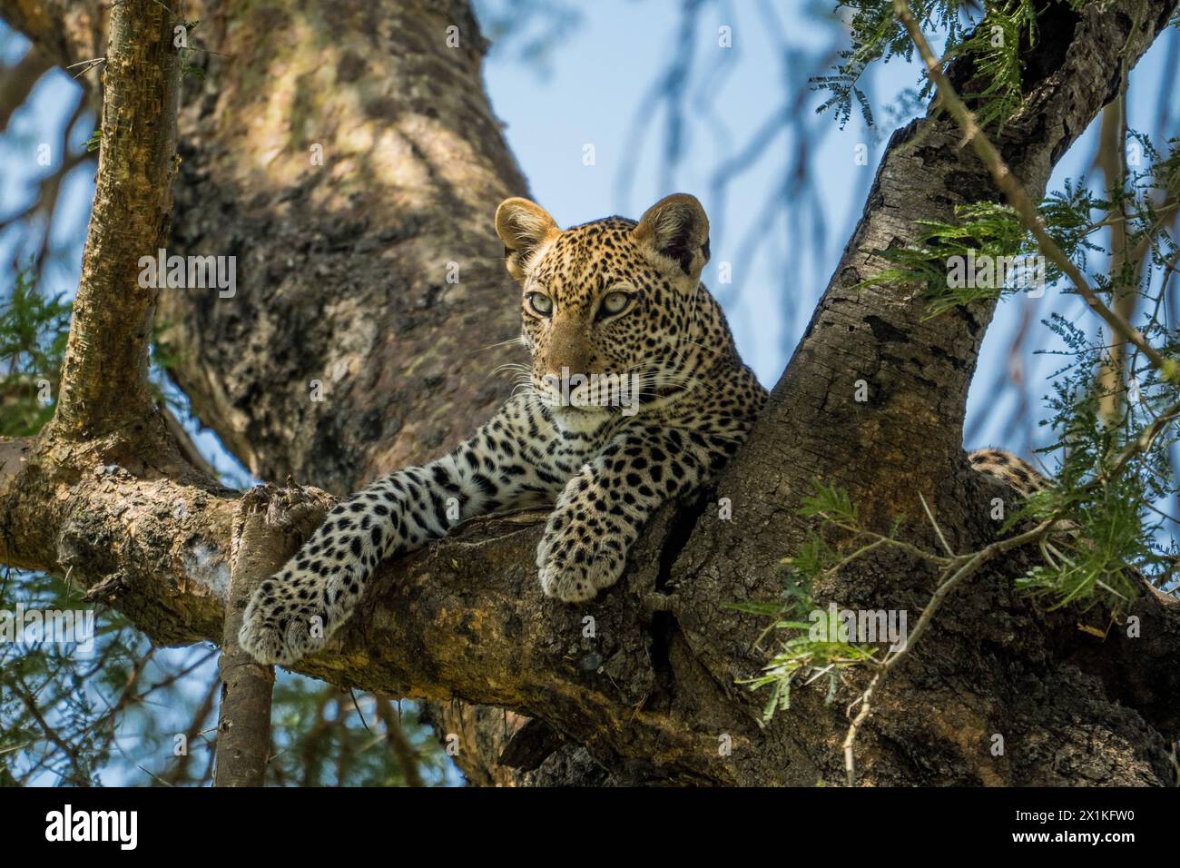 Leopard in tree, Murchison Falls National Park, Uganda Stock Photo
