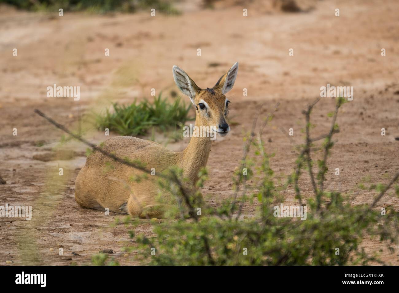 Oribi in the Murchison Falls National Park, Uganda Stock Photo