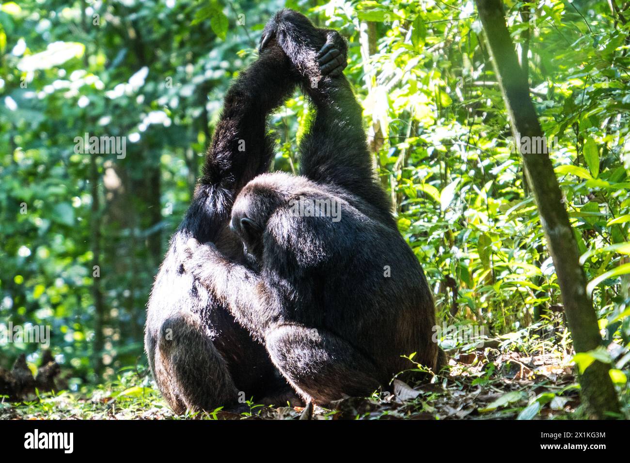 Chimpanzee in the Kibale National Park, Uganda Stock Photo