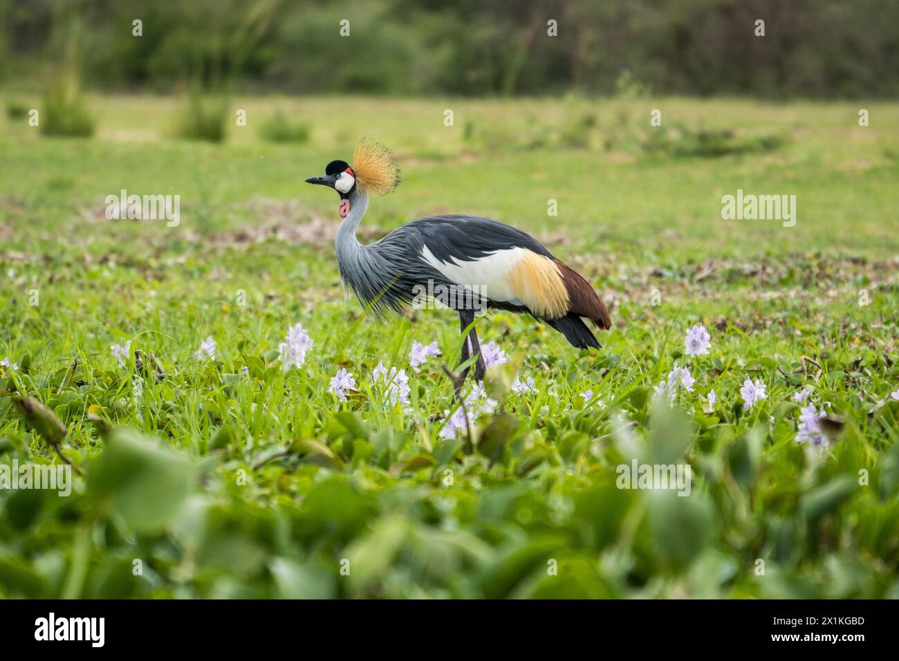 crested-crane-at-the-murchison-falls-national-park-uganda-stock-photo