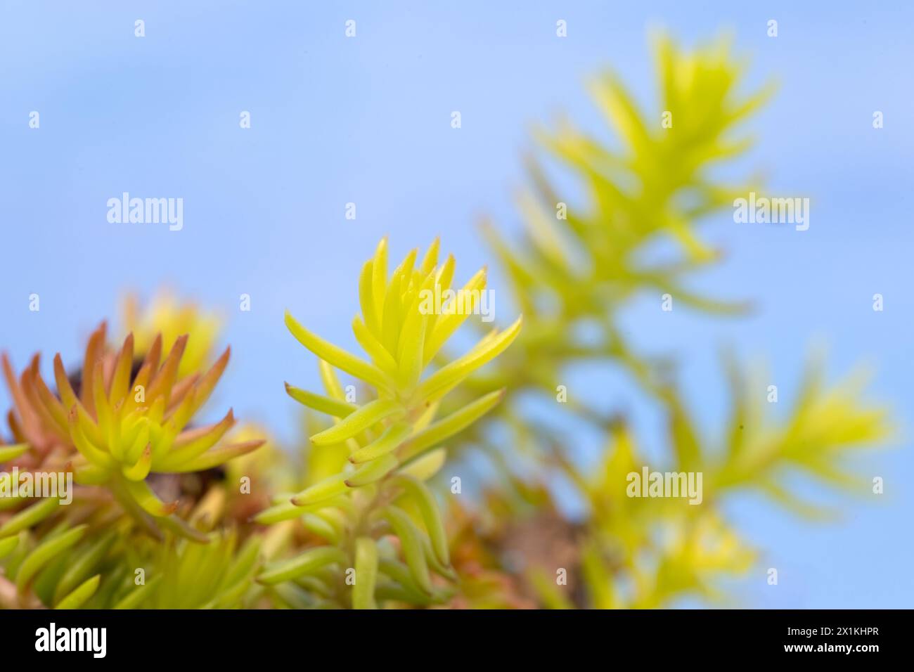 Closeup of leaves of succulent plant Sedum rupestre 'Angelina' against a sky blue background Stock Photo