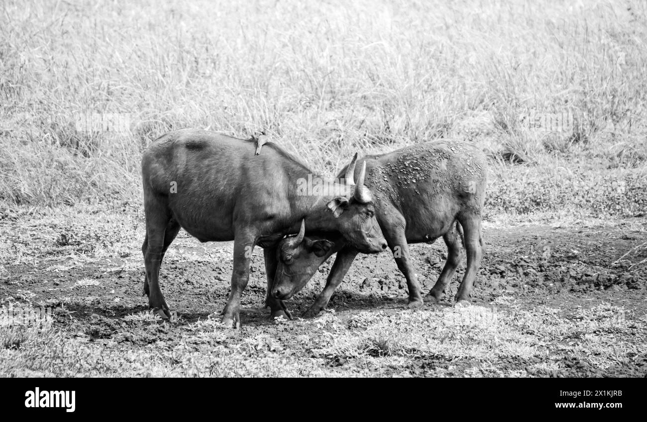 Cape Buffalo in Southern African savannah Stock Photo - Alamy