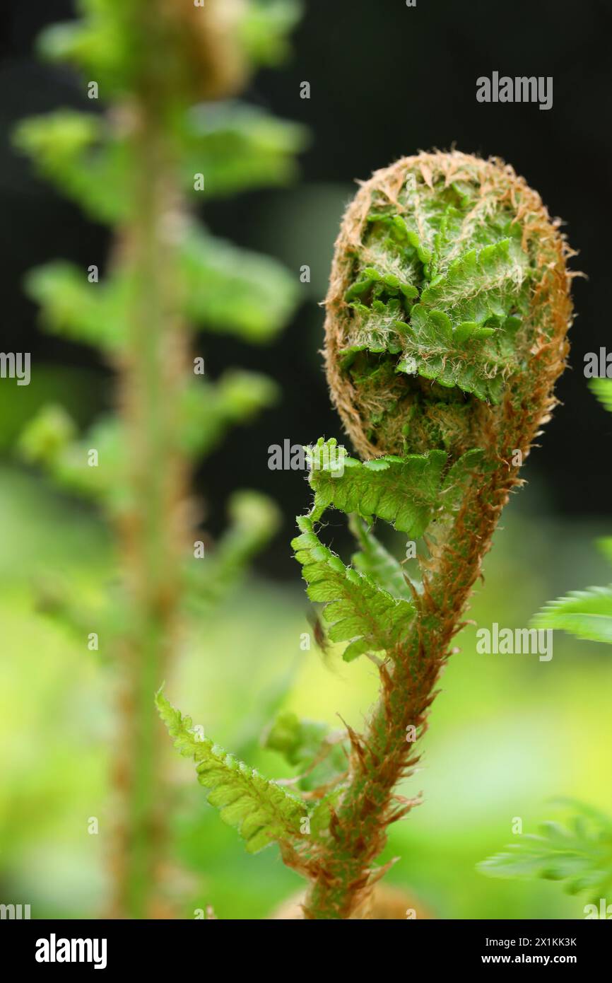 Woodland garden fern hi-res stock photography and images - Alamy