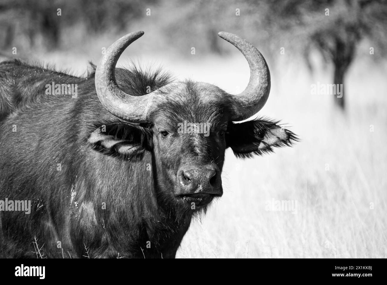 Cape Buffalo in Southern African savannah Stock Photo - Alamy
