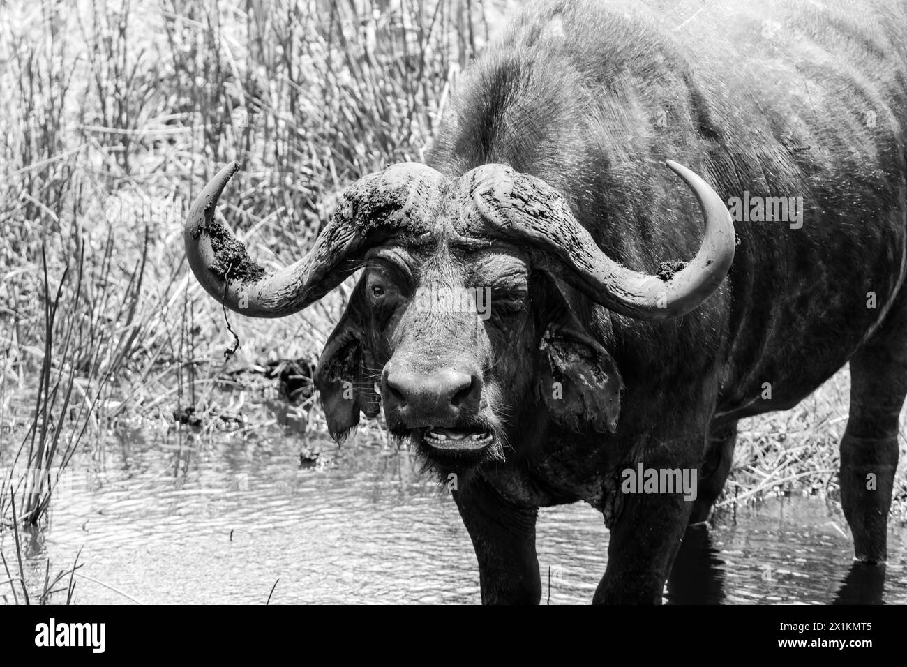Cape Buffalo in Southern African savannah Stock Photo - Alamy