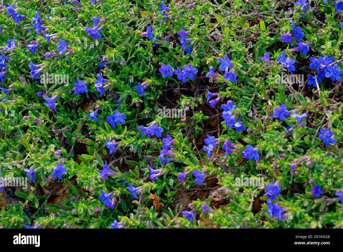 Closeup view of a Lithodora plant that has small true deep blue flowers with many blooms spreading with green foliage in springtime Stock Photo