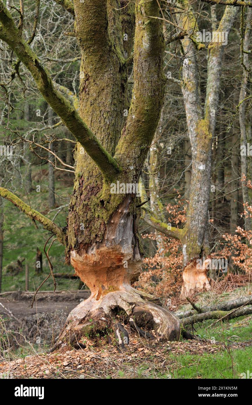 European Beaver (Castor fiber) mature alder tree (Alnus glutinosa) in the process of being incrementally felled by beavers, Perthshire Stock Photo