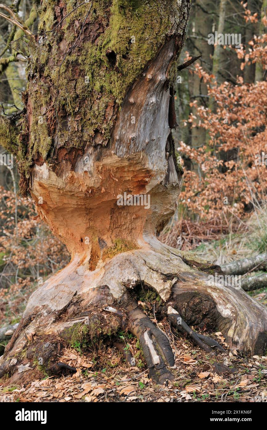 European Beaver (Castor fiber) mature alder tree (Alnus glutinosa) in the process of being incrementally felled by beavers, Perthshire Stock Photo