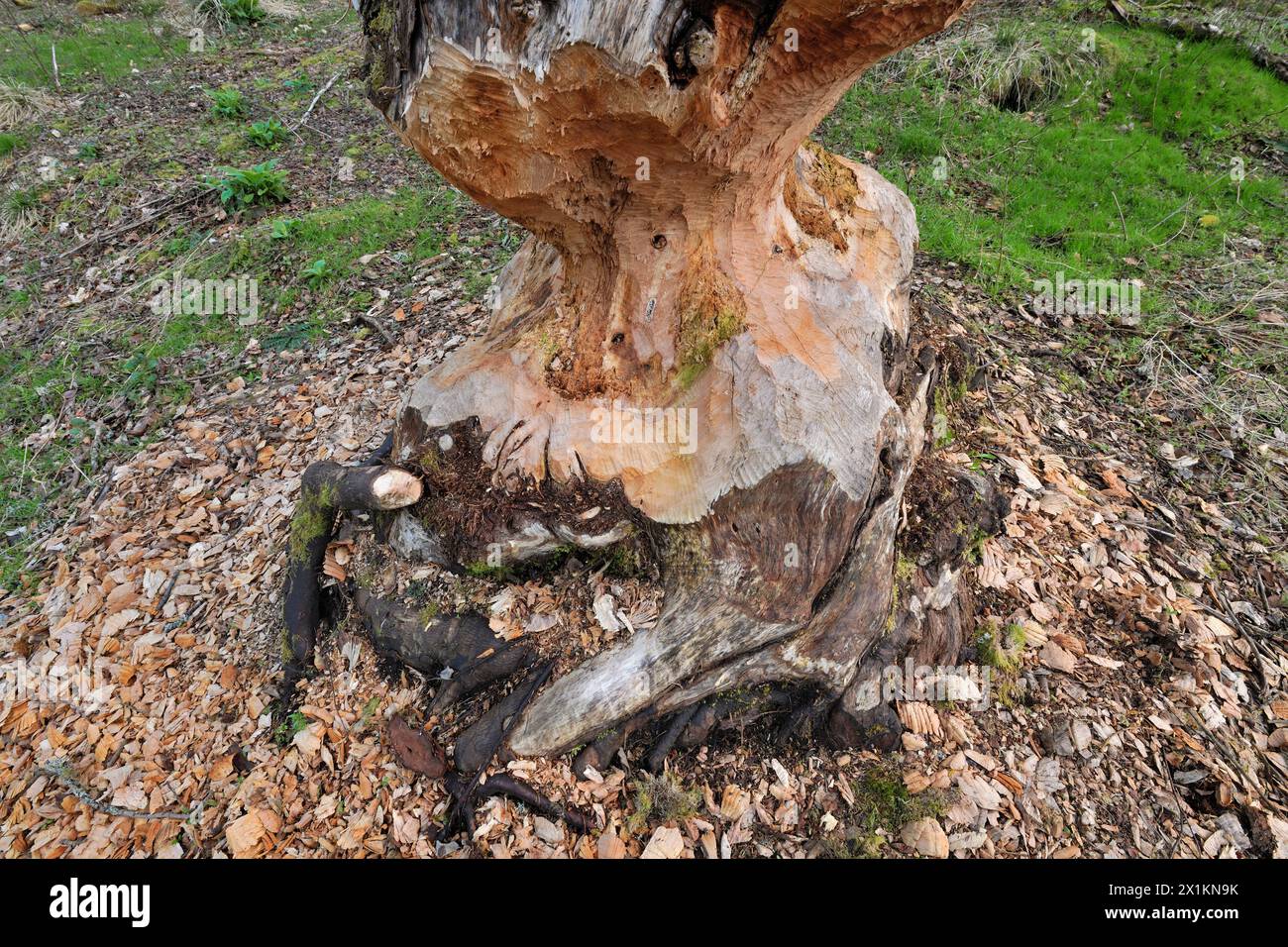 European Beaver (Castor fiber) mature alder tree (Alnus glutinosa) in the process of being incrementally felled by beavers, Perthshire Stock Photo