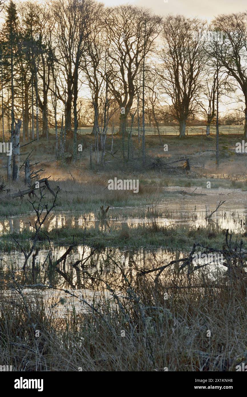 Wetland created by European beavers (Castor fiber) dams with early morning mist, Perth and Kinross, Scotland, April Stock Photo