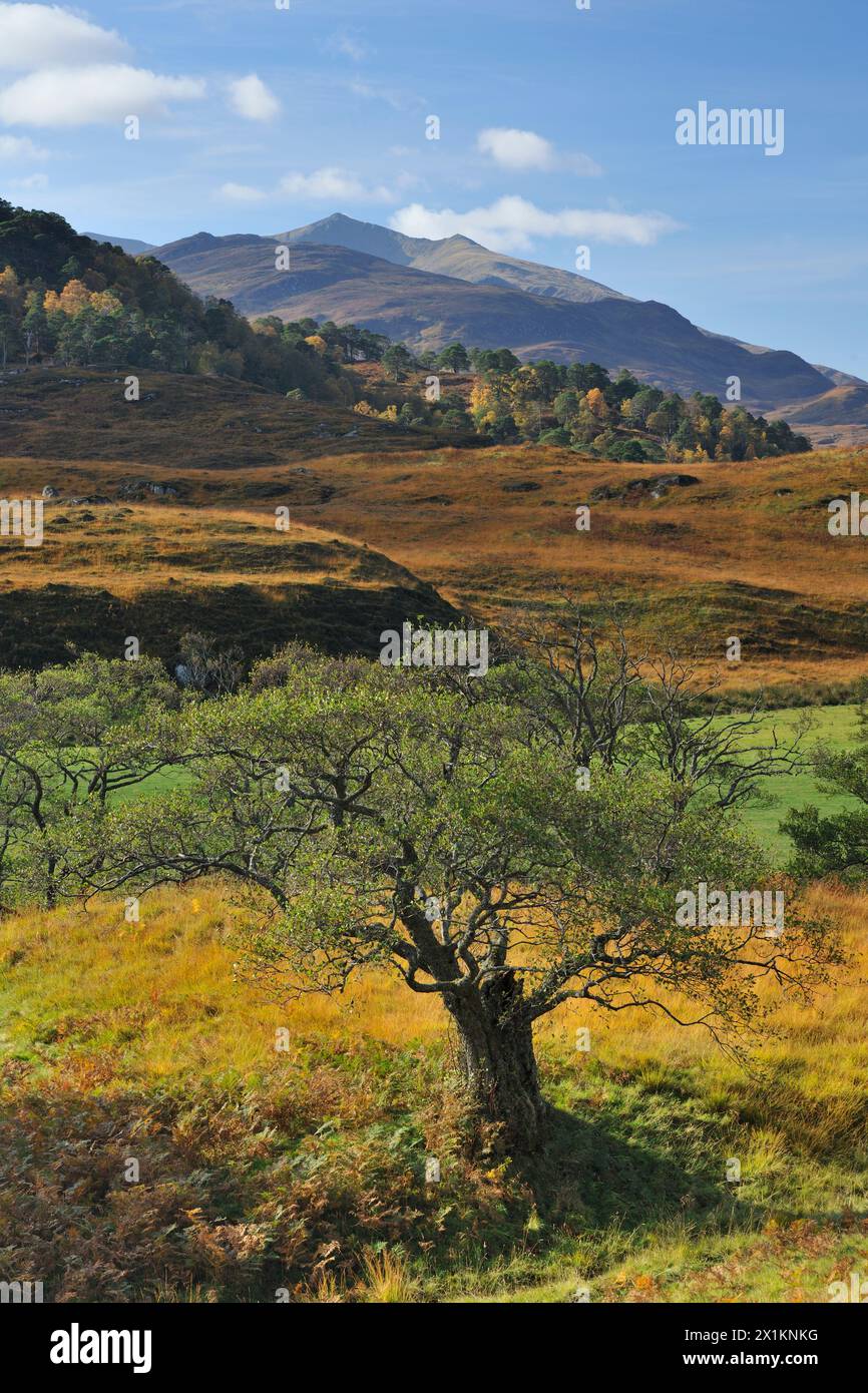 Glen Strathfarrar, view to the mountain Sgurr na Lapaich, in autumn with mature alder tree (Alnus glutinosa) in foreground, Glen Strthfarrar, Scotland Stock Photo