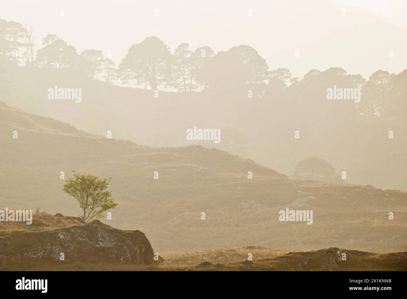 Glen Strathfarrar, backlit view of native pinewood in hazy afternoon sunlight with lone rowan tree (Sorbus aucuparia) growing on rocky outcrop. Stock Photo