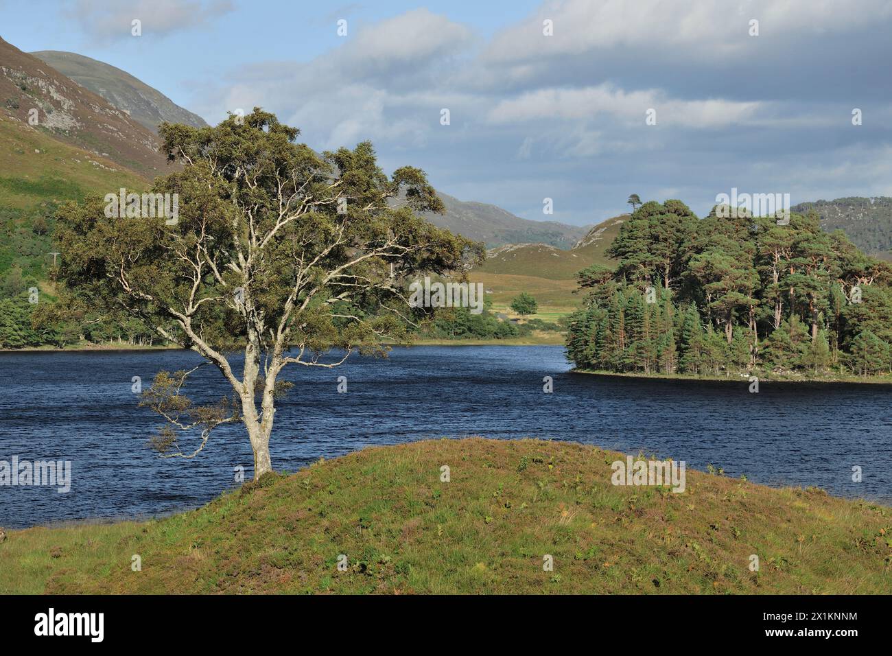 Glen Strathfarrar, Loch a Mhuillidh, with wooded island and alder tree (Alnus glutinosa) in foreground, Glen Strathfarrar, Inverness-shire, Scotland, Stock Photo