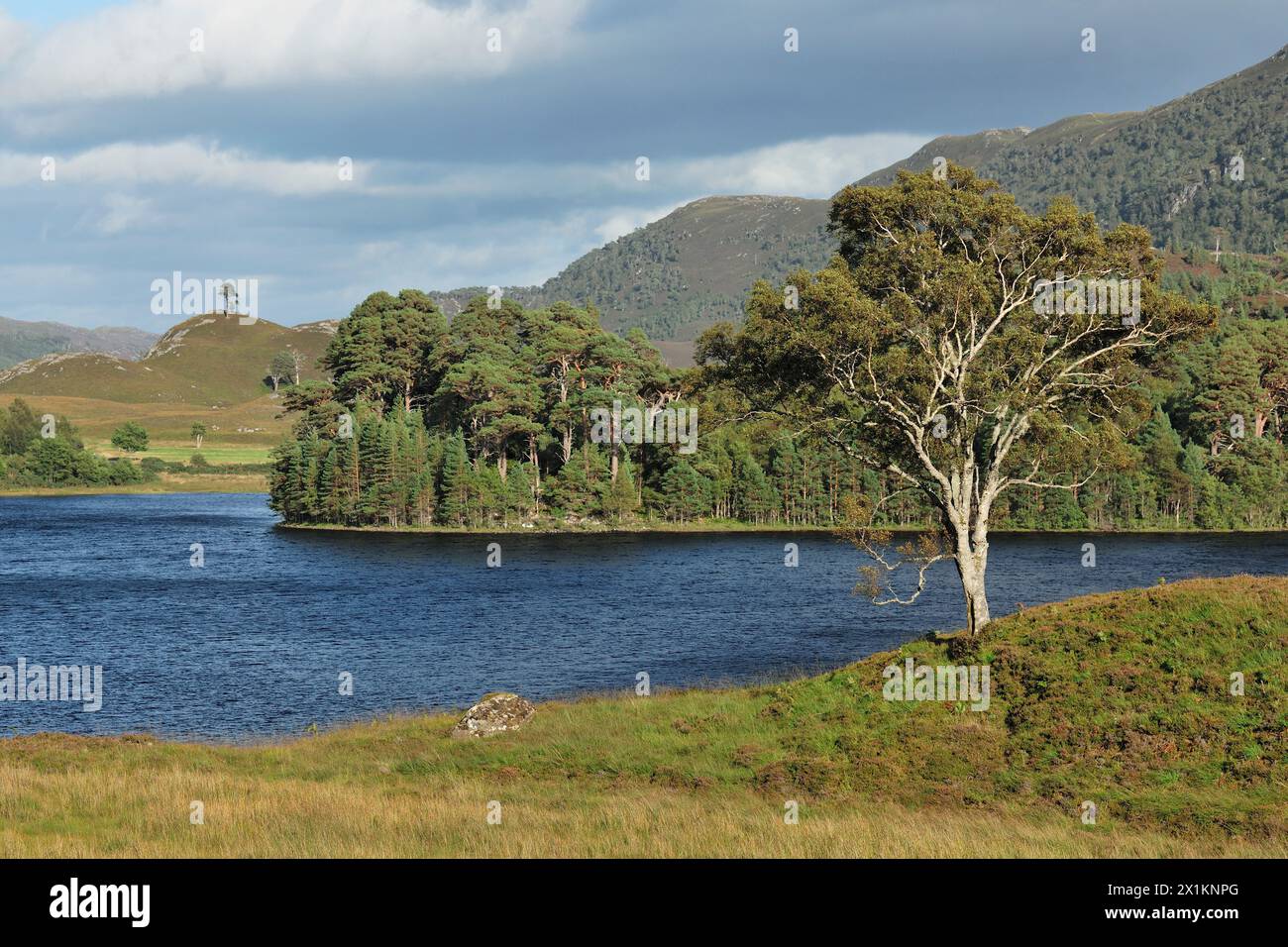 Glen Strathfarrar, Loch a Mhuillidh, with wooded island and alder tree (Alnus glutinosa) in foreground, Glen Strathfarrar, Inverness-shire, Scotland, Stock Photo