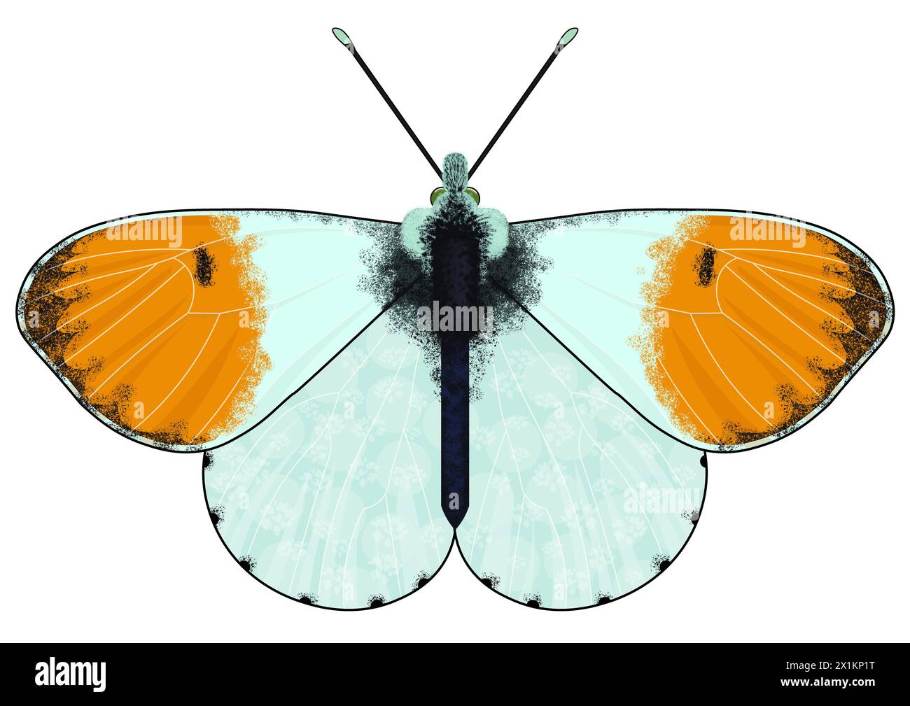 Digital illustration of the Anthocharis cardamines, the orange tip, is a butterfly in the family Pieridae on white background Stock Photo