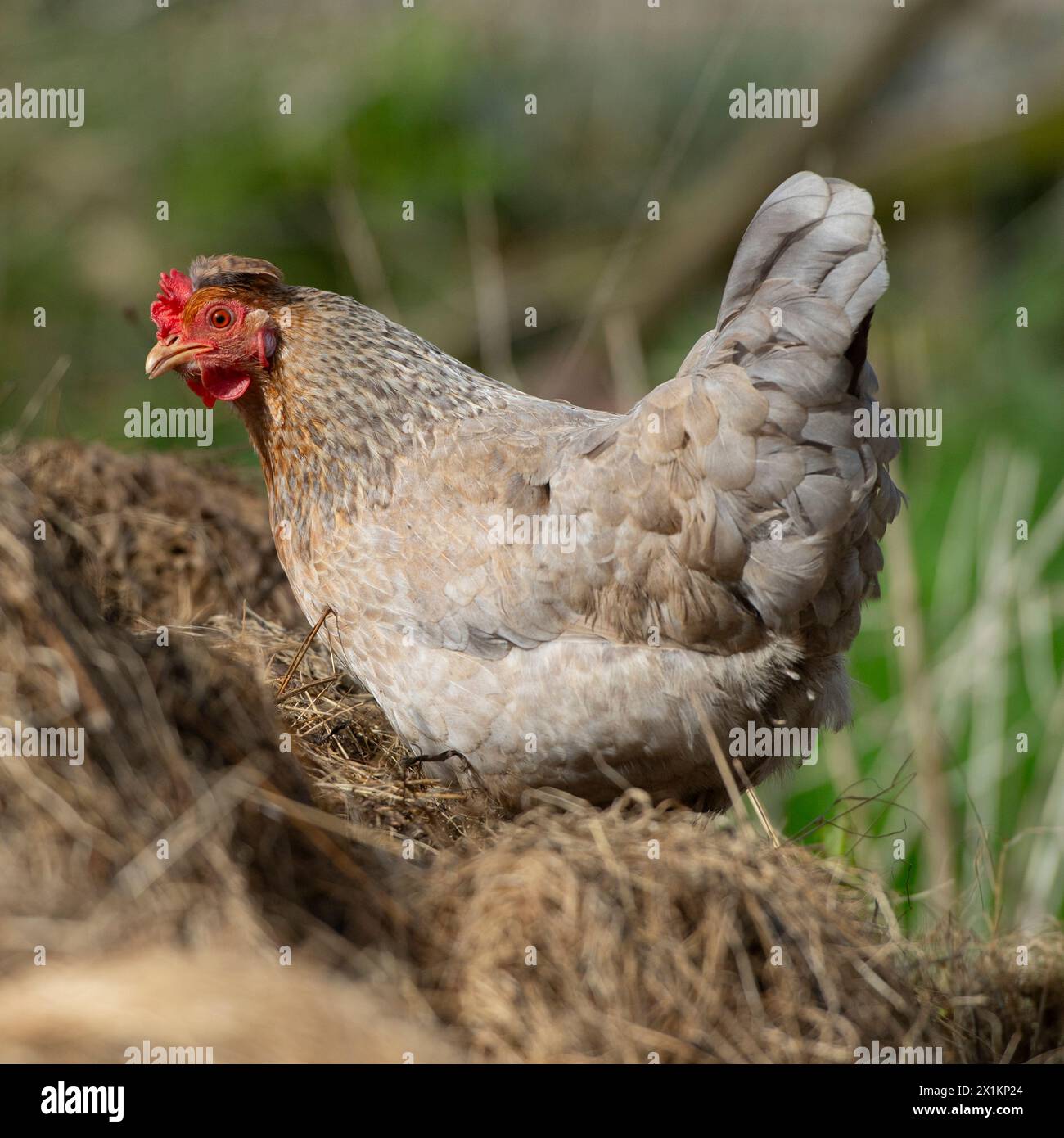 chicken free ranging in garden Stock Photo - Alamy