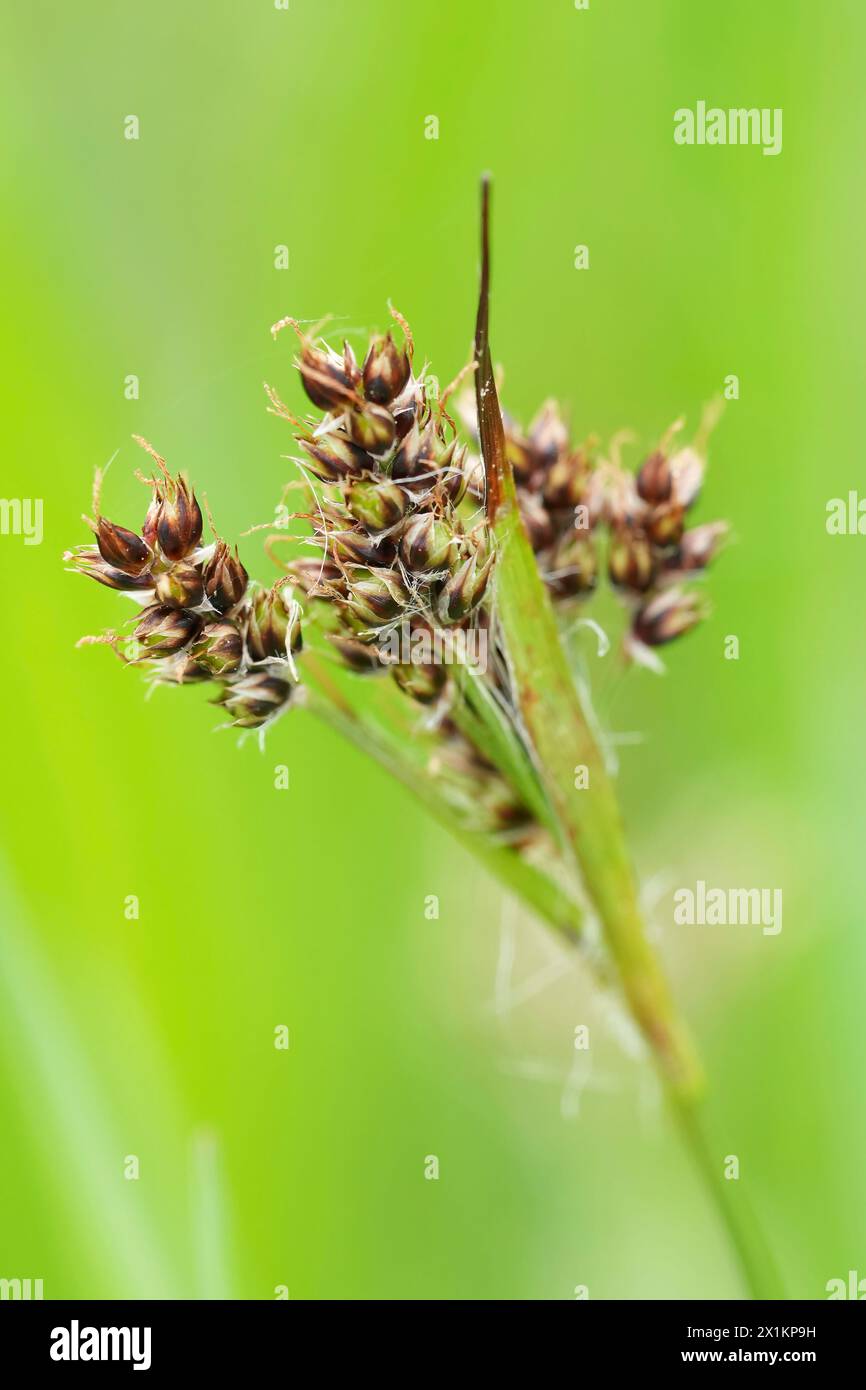 Natural closeup on a common or heath wood-rush perennial grass, Luzula multiflora, with it's spherical or elongated flower heads Stock Photo