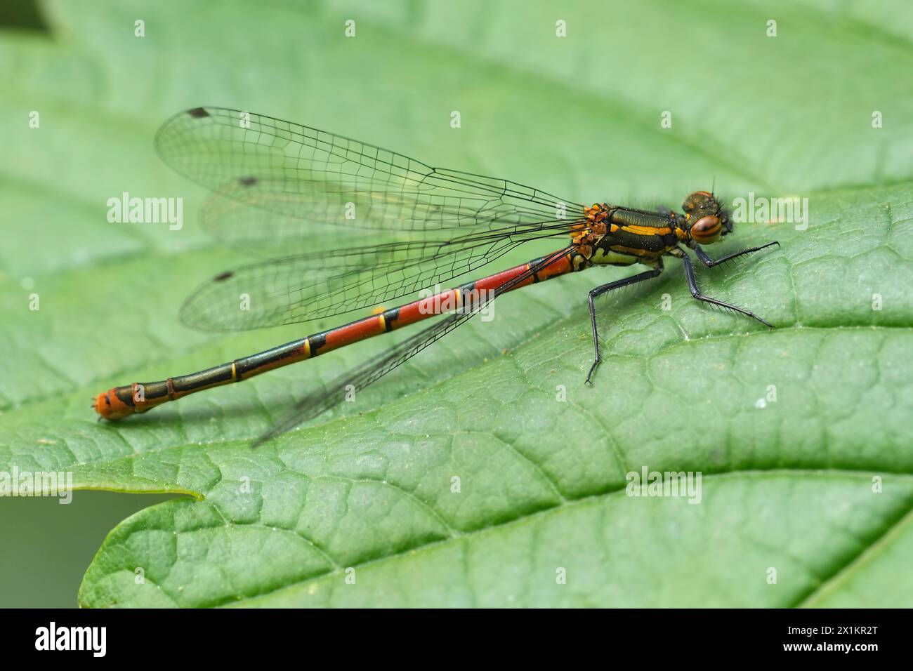 Detailed closeup on the European Large red damselfly, Pyrrhosoma nymphula, sitting on a green leaf Stock Photo