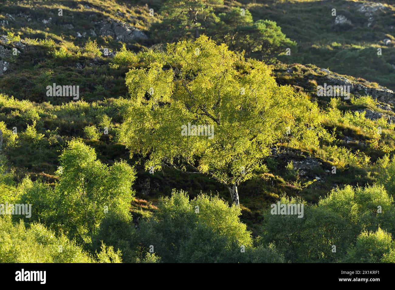 Silver birch (Betula pendula) mature tree surrounded by saplings with fresh green foilage in spring, photographed in evening light, Scotland Stock Photo