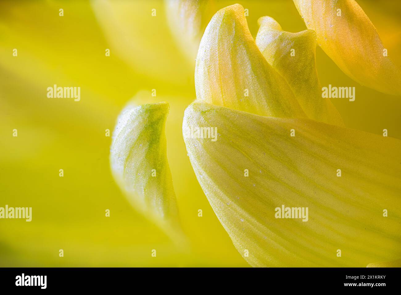 Macro Photograph of Hardy Garden Mum (Chrysanthemum x morifolium) Petals Stock Photo